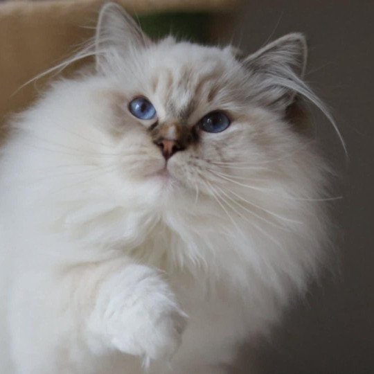 Zooko de Golden Victoria Mâle Ragdoll