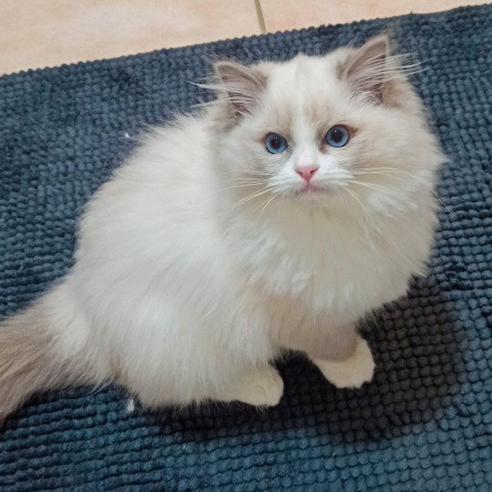 Echo de Narcisse Tuktirey Femelle Ragdoll