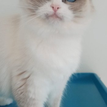 chat Ragdoll blue bicolor Tuktirey Chatterie Echo de Narcisse