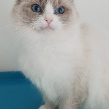 chat Ragdoll blue bicolor Tuktirey Chatterie Echo de Narcisse