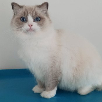 chat Ragdoll blue bicolor Tuktirey Chatterie Echo de Narcisse
