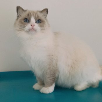 chat Ragdoll blue bicolor Tuktirey Chatterie Echo de Narcisse