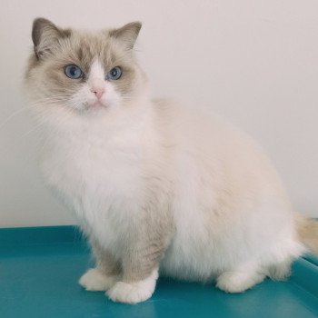 chat Ragdoll blue bicolor Tuktirey Chatterie Echo de Narcisse