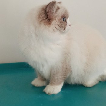 chat Ragdoll blue bicolor Tuktirey Chatterie Echo de Narcisse
