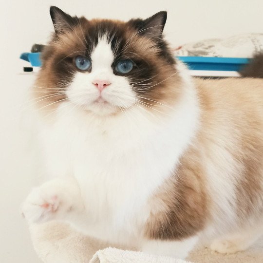 Echo de Narcisse Utwo Femelle Ragdoll