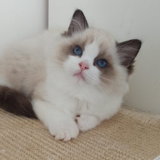 chaton ragdoll