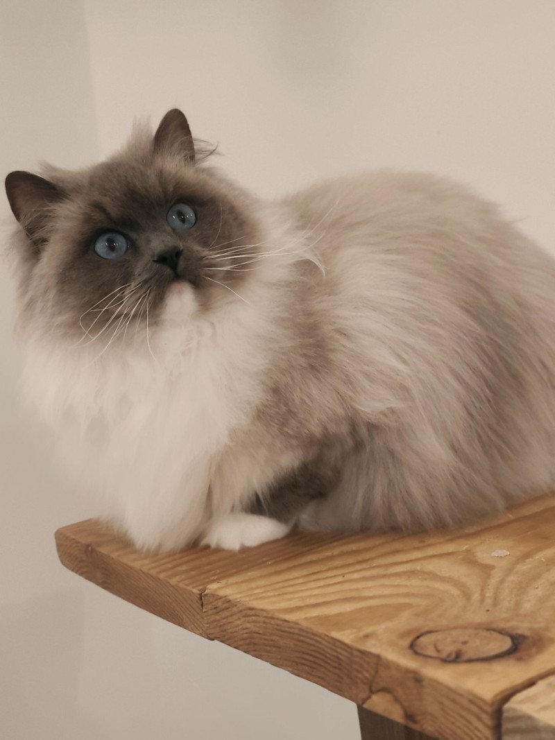 Purrstorm Kind of Magic Femelle Ragdoll