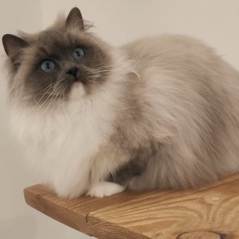 Purrstorm Kind of Magic Femelle Ragdoll
