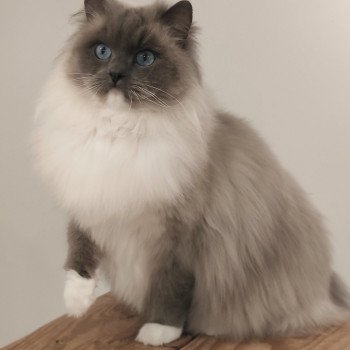 chat Ragdoll blue mitted Kind of Magic Chatterie Echo de Narcisse