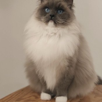 chat Ragdoll blue mitted Kind of Magic Chatterie Echo de Narcisse