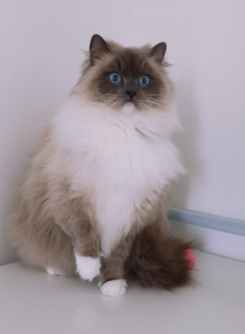 Purrstorm Kind of Magic Femelle Ragdoll