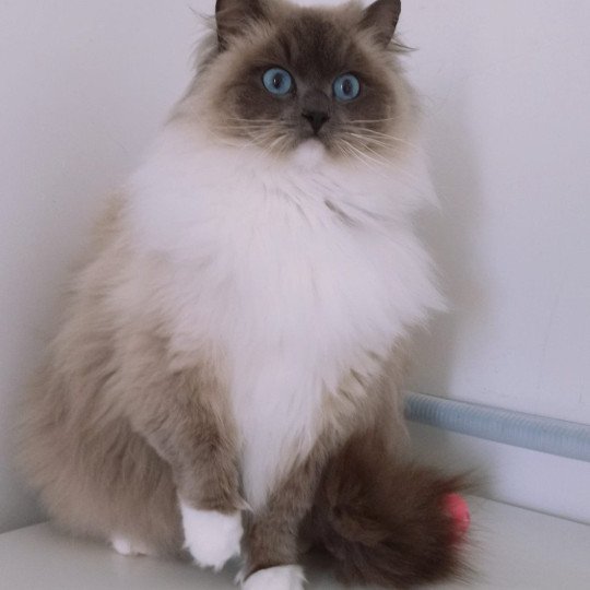 Purrstorm Kind of Magic Femelle Ragdoll