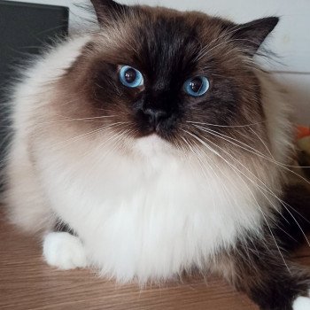 chat Ragdoll black mitted Majestic of Echo de Narcisse Chatterie Echo de Narcisse