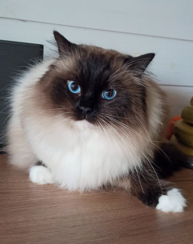 Eulalie Majestic of Echo de Narcisse Mâle Ragdoll