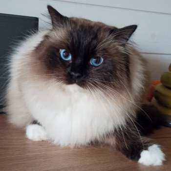 chat Ragdoll black mitted Majestic of Echo de Narcisse Chatterie Echo de Narcisse