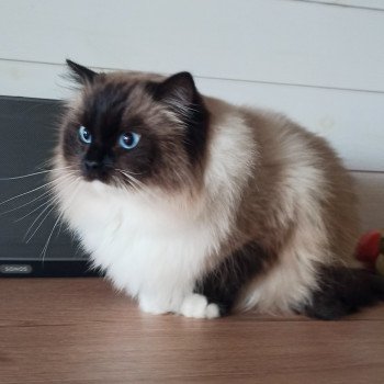 chat Ragdoll black mitted Majestic of Echo de Narcisse Chatterie Echo de Narcisse