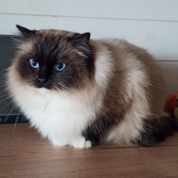 chat Ragdoll black mitted Majestic of Echo de Narcisse Chatterie Echo de Narcisse