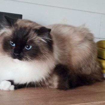 chat Ragdoll black mitted Majestic of Echo de Narcisse Chatterie Echo de Narcisse