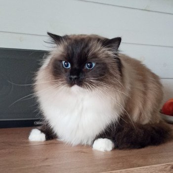 chat Ragdoll black mitted Majestic of Echo de Narcisse Chatterie Echo de Narcisse