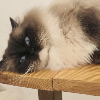 chat Ragdoll black mitted Majestic of Echo de Narcisse Chatterie Echo de Narcisse