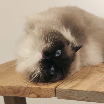 chat Ragdoll black mitted Majestic of Echo de Narcisse Chatterie Echo de Narcisse