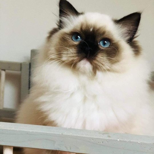 chat Ragdoll Majestic of Echodenarcisse Chatterie Echo de Narcisse