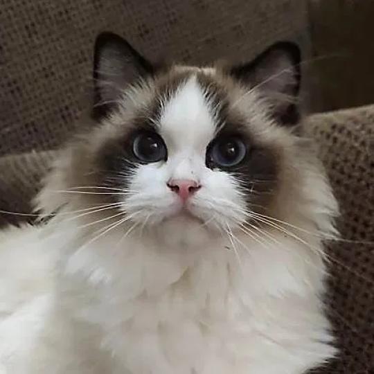 MORUS EMILY IN PARIS Femelle Ragdoll