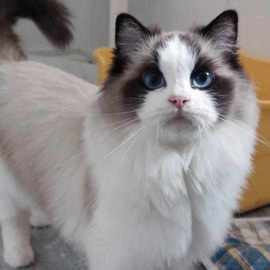 MORUS EMILY IN PARIS Femelle Ragdoll