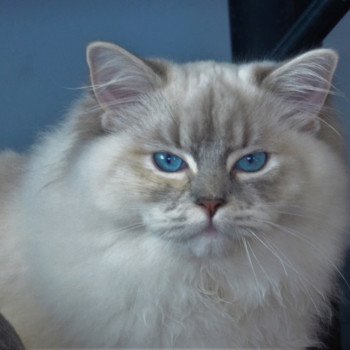 chat Ragdoll blue tortie tabby mitted Ramona lazur Eyes *PL Chatterie Echo de Narcisse