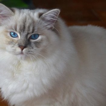 chat Ragdoll blue tortie tabby mitted Ramona lazur Eyes *PL Chatterie Echo de Narcisse