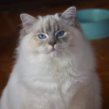 chat Ragdoll blue tortie tabby mitted Ramona lazur Eyes *PL Chatterie Echo de Narcisse