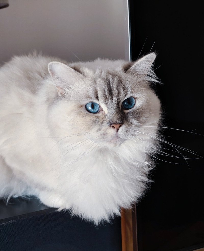 Ramona lazur Eyes *PL Femelle Ragdoll Ramona lazur Eyes *PL Femelle Ragdoll