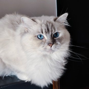Ramona lazur Eyes *PL Femelle Ragdoll