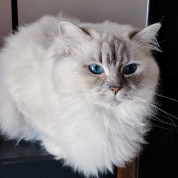 chat Ragdoll blue tortie tabby mitted Ramona lazur Eyes *PL Chatterie Echo de Narcisse chat Ragdoll blue tortie tabby mitted Ramona lazur Eyes *PL Chatterie Echo de Narcisse