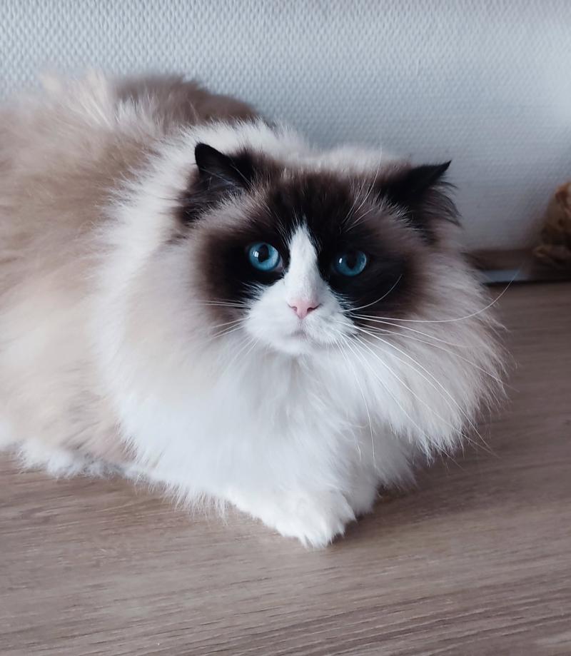 Rmine de la vézère Femelle Ragdoll