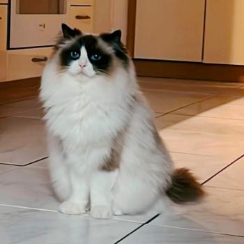 chat Ragdoll seal point bicolor Rmine Chatterie Echo de Narcisse