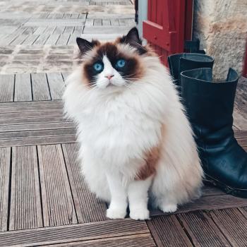 chat Ragdoll seal point bicolor Rmine Chatterie Echo de Narcisse