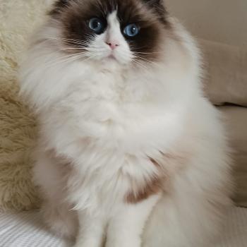 chat Ragdoll seal point bicolor Rmine Chatterie Echo de Narcisse