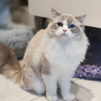 chat Ragdoll blue tabby point bicolor Vaïana Chatterie Echo de Narcisse