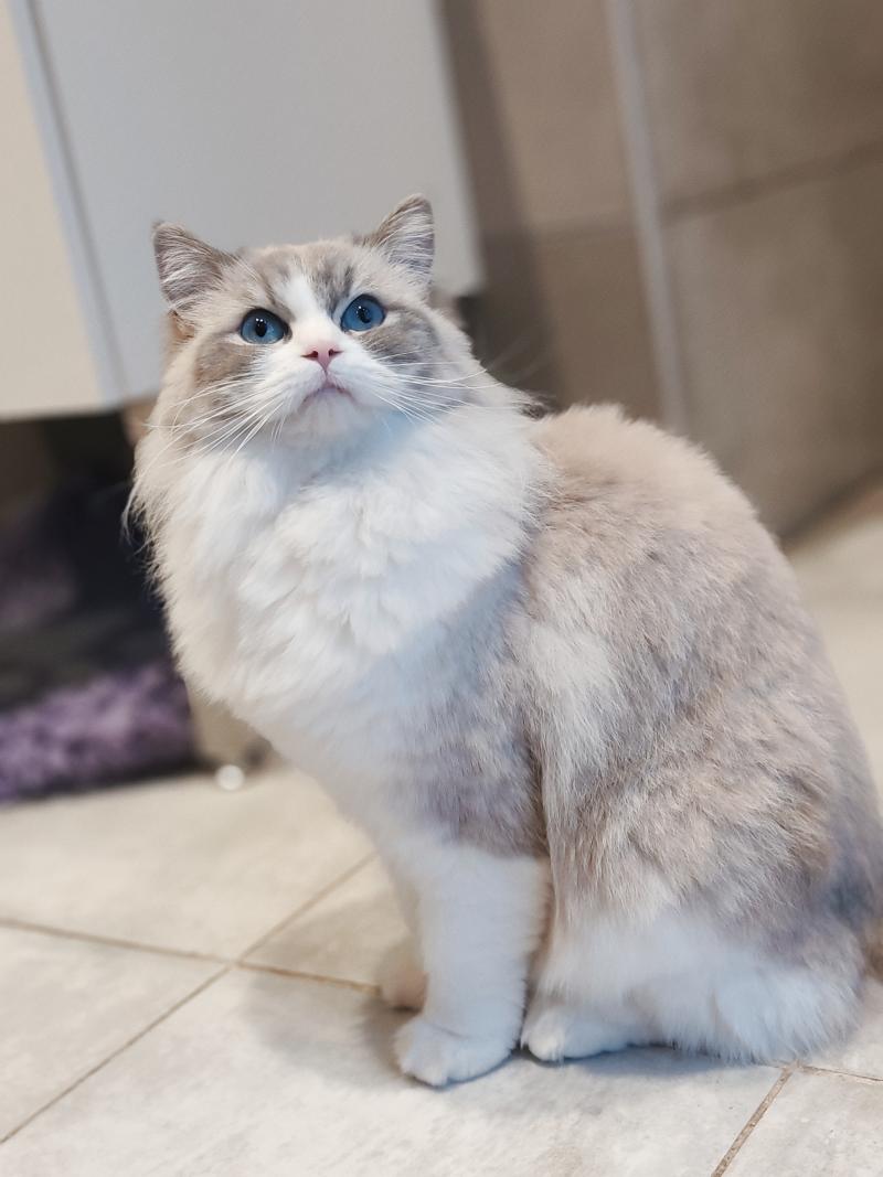 Vaïana du Pont du Secret Femelle Ragdoll