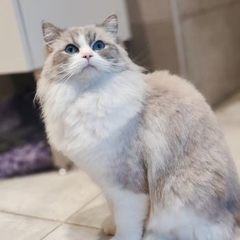 chat Ragdoll blue tabby point bicolor Vaïana Chatterie Echo de Narcisse