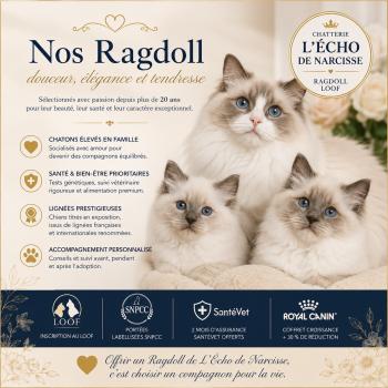 Nos chats Ragdoll