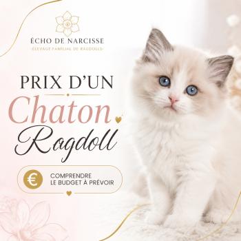 Prix de nos chatons Ragdoll