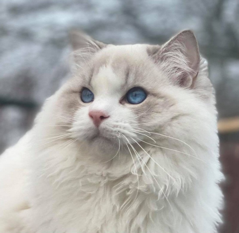 chat ragdoll echo de narcisse