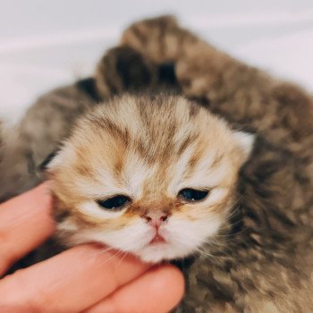 Chaton Persan Red Hot Chili Pepper ❤ Uster 2025 Chatterie Echo de Narcisse