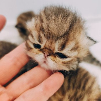 Chaton Persan Red Hot Chili Pepper ❤ Uster 2025 Chatterie Echo de Narcisse