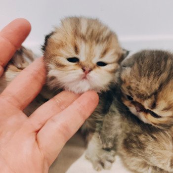 Chaton Persan Red Hot Chili Pepper ❤ Uster 2025 Chatterie Echo de Narcisse