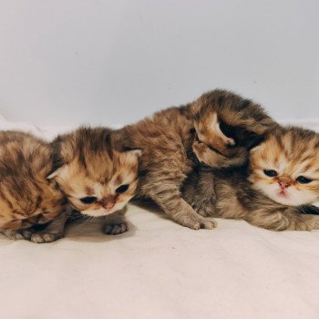 Chaton Persan Red Hot Chili Pepper ❤ Uster 2025 Chatterie Echo de Narcisse