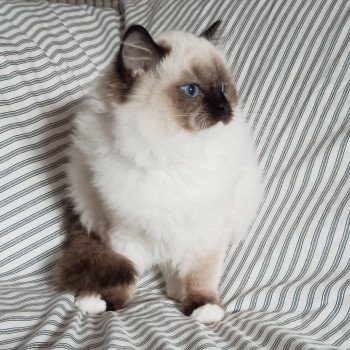 Chaton Ragdoll Utwo ❤ Majestic 2024 Chatterie Echo de Narcisse