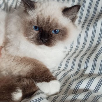 Chaton Ragdoll Utwo ❤ Majestic 2024 Chatterie Echo de Narcisse